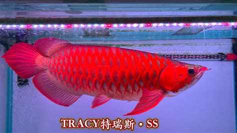 血紅龍魚價格|商品介紹 